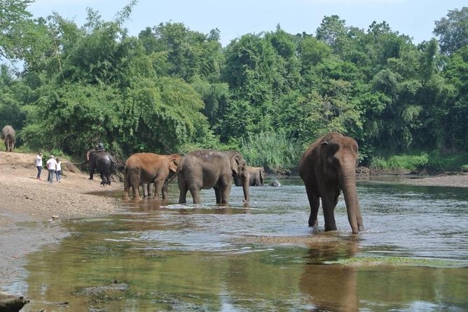 2 day 1 night Elephant World Kanchanaburi from Bangkok - From Bangkok to Kanchanaburi: the rhythm of a 2-day elephant visit