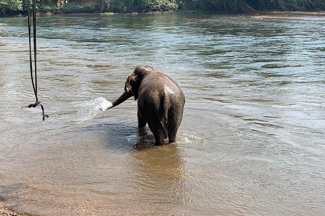 2 day 1 night Elephant World Kanchanaburi from Bangkok - Who should book this tour, and who should skip it