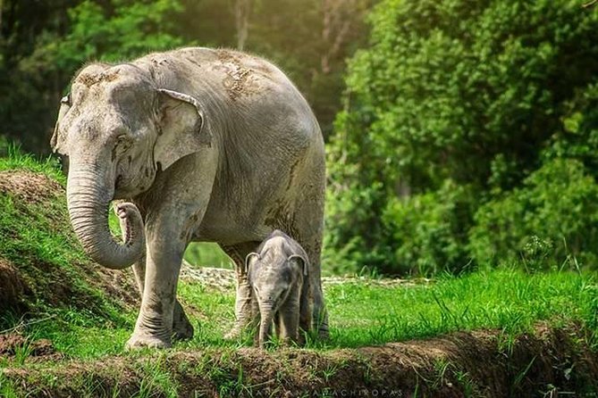 6-Day Northern Thailand Tour: Ayutthaya, Sukhothai, Chiang Mai and Chiang Rai from Bangkok - Chiang Rai by way of Doi Mae Salong, Akha and Yao villages