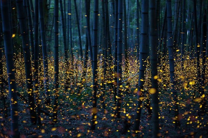 Bamboo Bicycle Tour in twilight: watch dancing Fireflies in Bangkok - The 1-hour firefly search on the river cruise