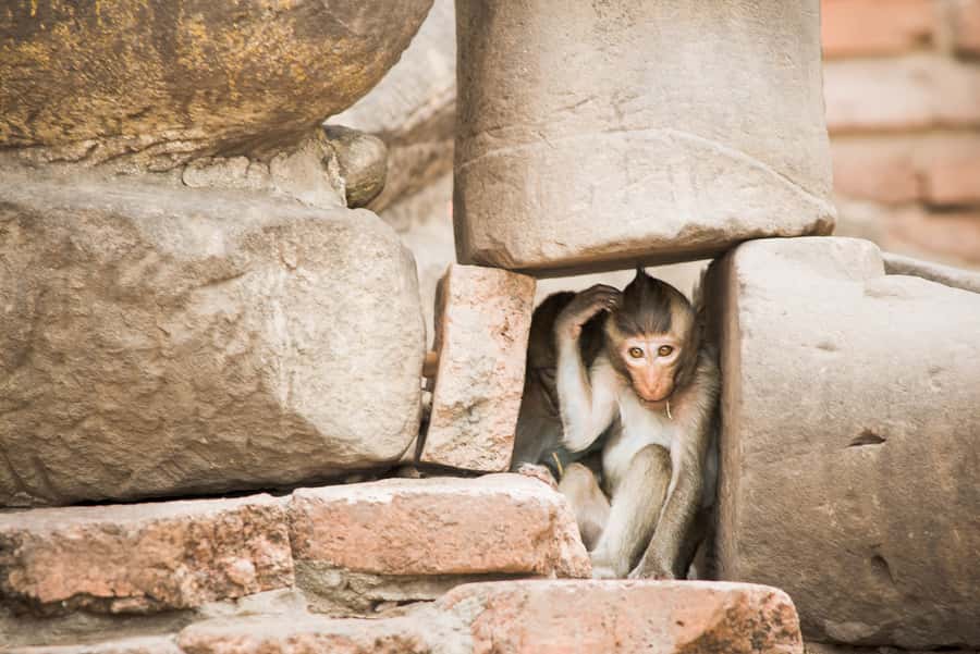 Bangkok: Ayutthaya & Lopburi Monkey Temple Private Day Trip - Wat Phra Si Sanphet: the palace-temple complex you came for