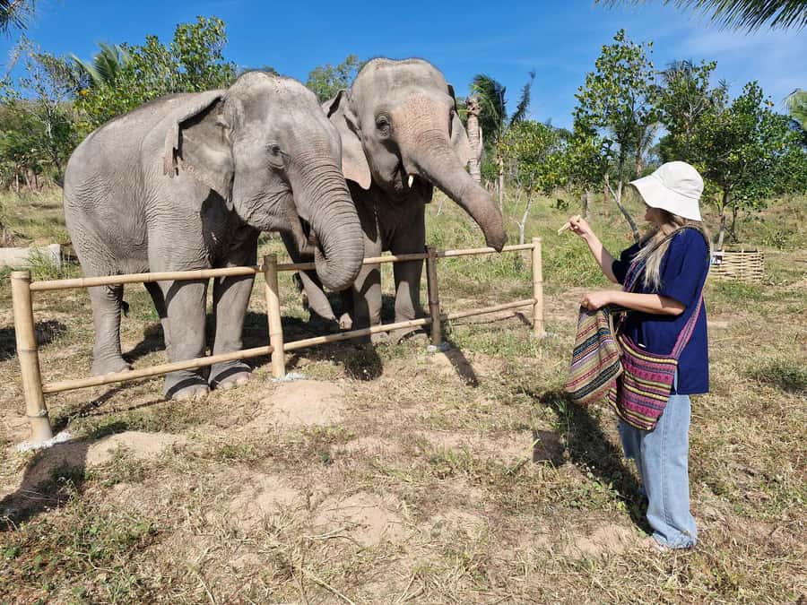 Bangkok: Elephant Sanctuary &Khao Kheow Open Zoo (Moodeng) - Chasing Elephants East of Bangkok: The Drive That Sets the Tone