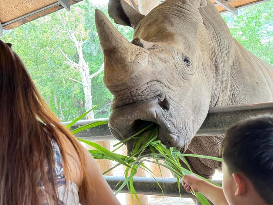 Bangkok: Elephant Sanctuary &Khao Kheow Open Zoo (Moodeng) - Lunch in Chonburi: Pad Thai That Actually Keeps You Going