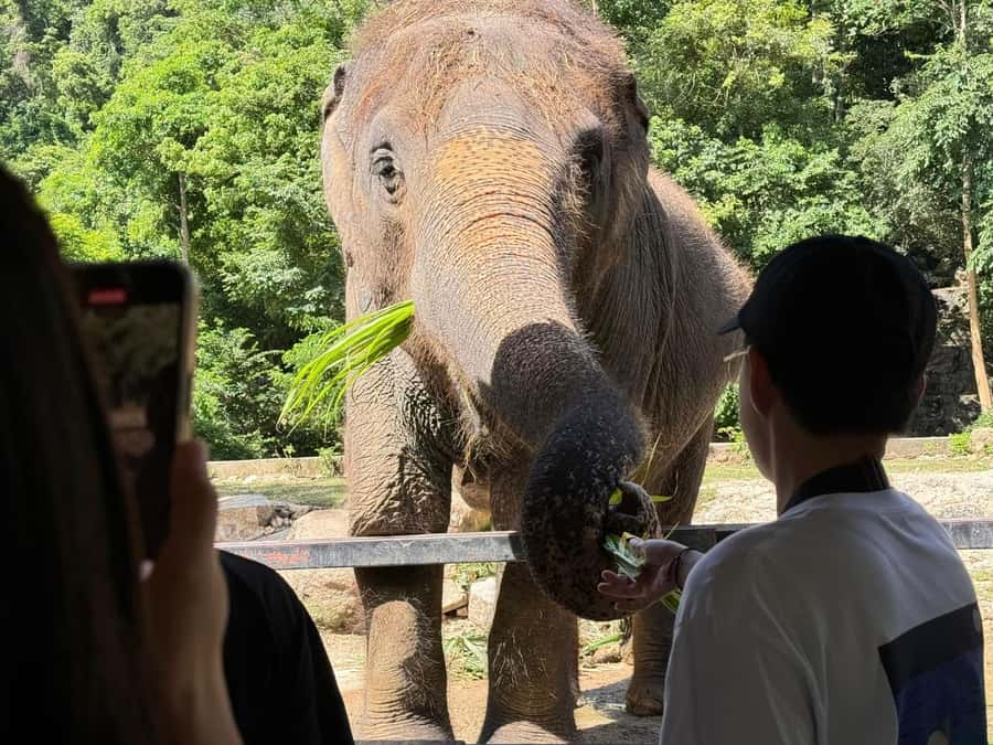 Bangkok: Elephant Sanctuary &Khao Kheow Open Zoo (Moodeng) - Khao Kheow Open Zoo: Meeting Moodeng the Pygmy Hippo