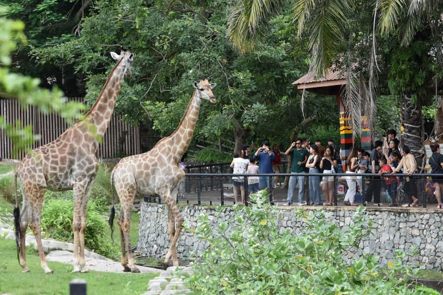 Bangkok: Elephant Sanctuary &Khao Kheow Open Zoo (Moodeng) - Price and Logistics: What $140 Covers, and What It Doesn’t