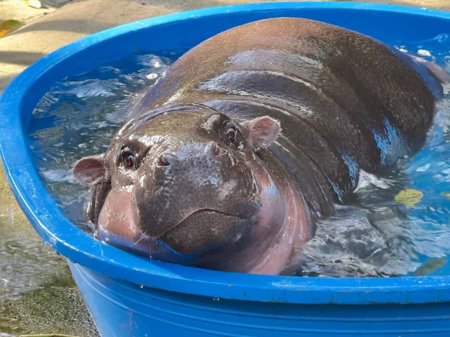 Bangkok: Elephant Sanctuary &Khao Kheow Open Zoo (Moodeng) - What to Bring and Wear: The Small Details That Save Your Day