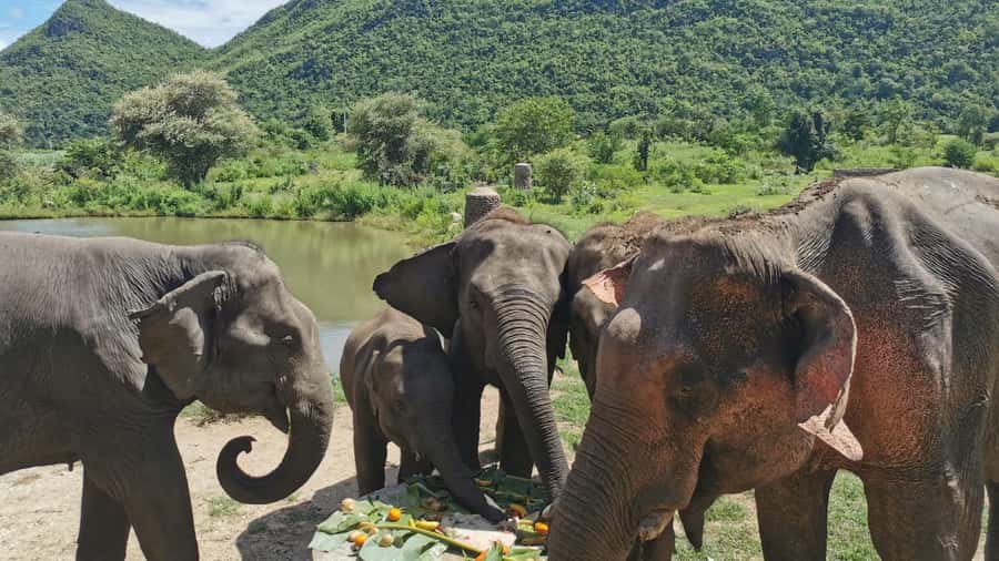 Bangkok: Elephants World & Erawan Waterfall in Kanchanaburi - Key points to know before you go