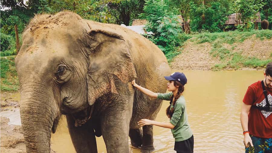 Bangkok: Elephants World & Erawan Waterfall in Kanchanaburi - What the elephant activities feel like on the ground