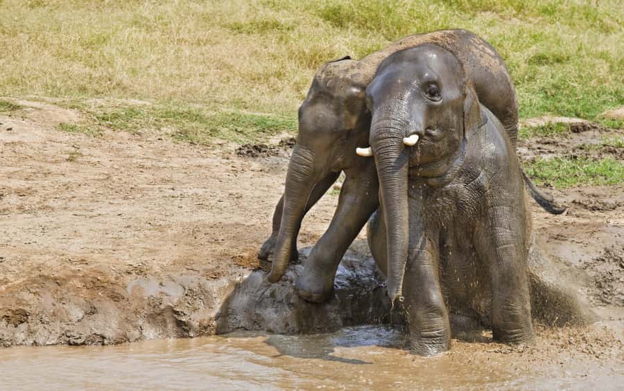 Bangkok: Erawan Park & Elephant observation Private Tour - Erawan National Park, the 7 Cascades, and Why the Hike Matters