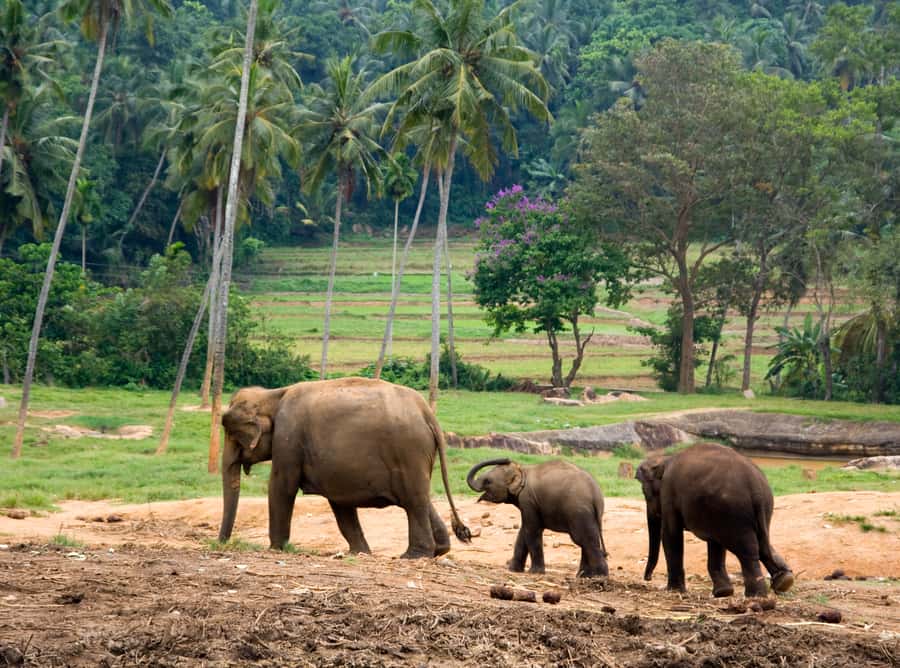 Bangkok: Erawan Park & Elephant observation Private Tour - Waterfall Swim Tips, Fish Spas, and What to Pack