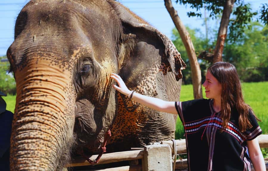 Bangkok Highlights: Ethical Elephant Care and Buffet Lunch - Key highlights you’ll feel right away