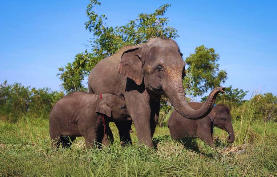 Bangkok Highlights: Ethical Elephant Care and Buffet Lunch - First meeting: learning elephant history and daily care