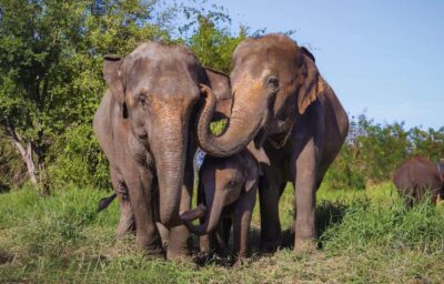 Bangkok Highlights: Ethical Elephant Care and Buffet Lunch