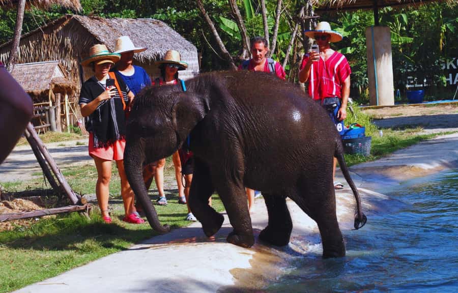 Bangkok Highlights: Ethical Elephant Care and Buffet Lunch - Preparing nutritious snacks, then feeding up close