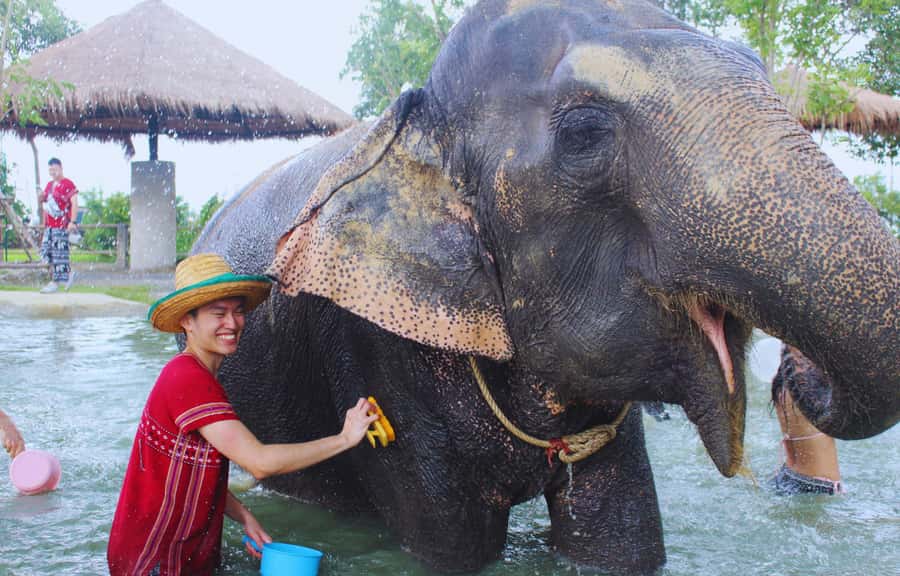 Bangkok Highlights: Ethical Elephant Care and Buffet Lunch - Watching natural behavior in an open, natural environment