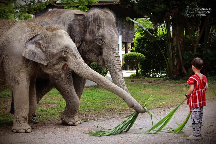 Bangkok Highlights: Ethical Elephant Care and Buffet Lunch - Thai buffet lunch: included, mostly solid