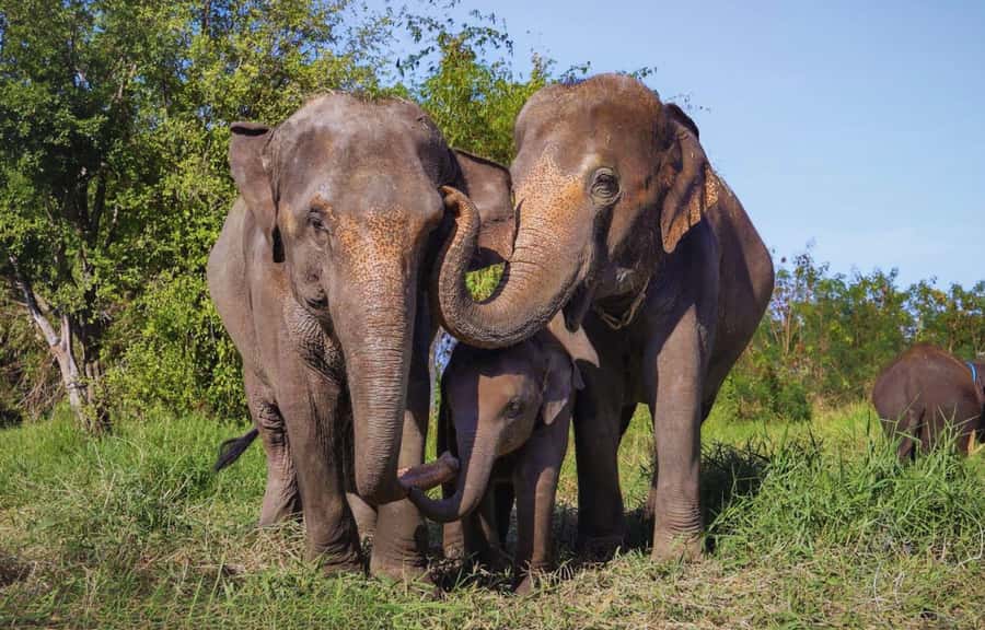 Bangkok Highlights: Ethical Elephant Care and Buffet Lunch - Pickup and getting out of Bangkok traffic