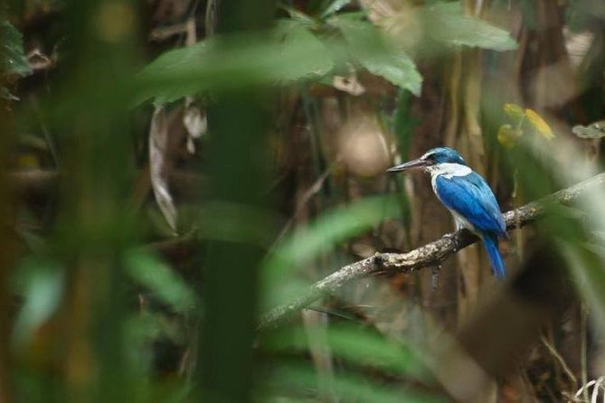 Bangkok Jungle Bike Tour - Hotel-pickup & Lunch - Bang Krachao by bike: canals, markets, and wildlife moments
