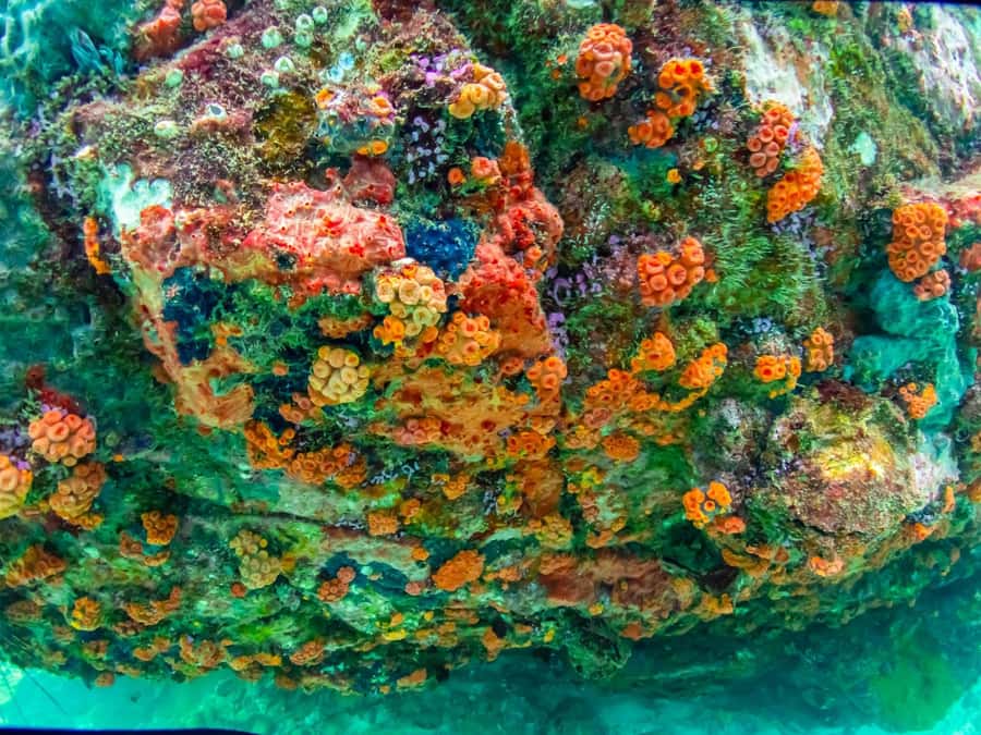 Bangkok: Nemo Island Day Trip with Drone Photos and Lunch - Quick hits before you go