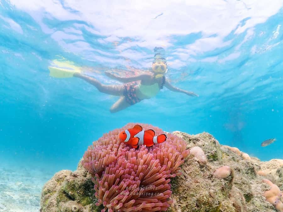 Bangkok: Nemo Island Day Trip with Drone Photos and Lunch - Day-trip basics: what you’re buying for $109