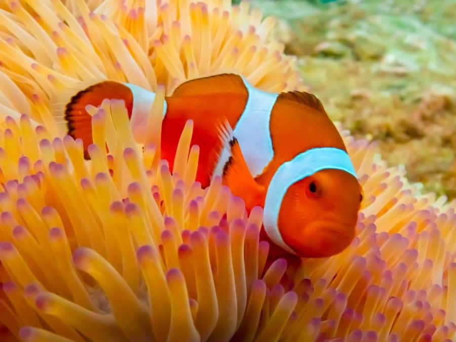 Bangkok: Nemo Island Day Trip with Drone Photos and Lunch - The land stops: Khao Chi Chan and temple-style time