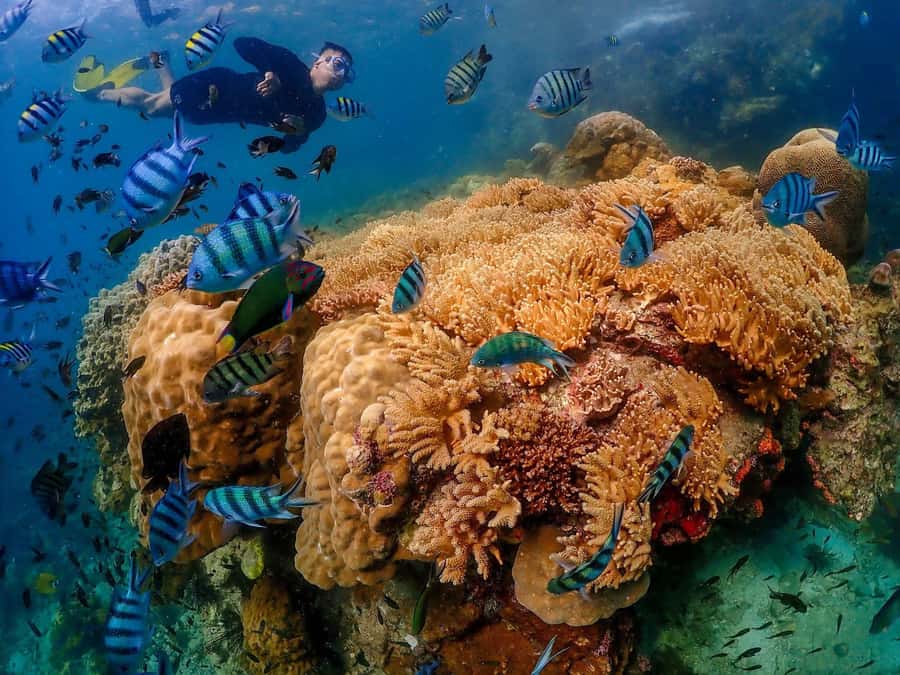 Bangkok: Nemo Island Day Trip with Drone Photos and Lunch - Speedboat transfer: short ride, real seating limits