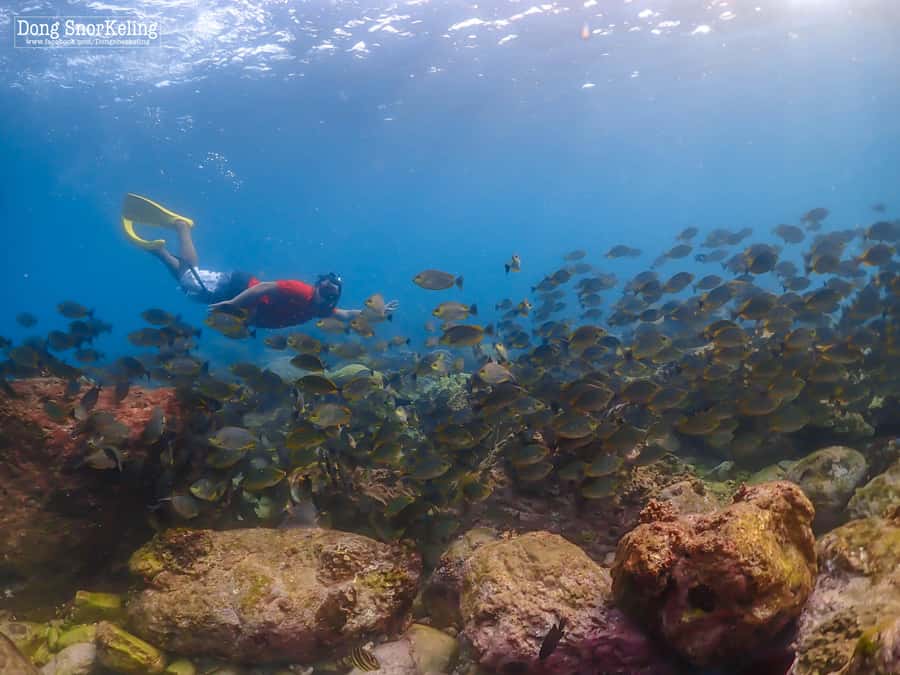 Bangkok: Nemo Island Day Trip with Drone Photos and Lunch - Samae San Islands snorkeling: Nemo at 3 meters, reefs at 6