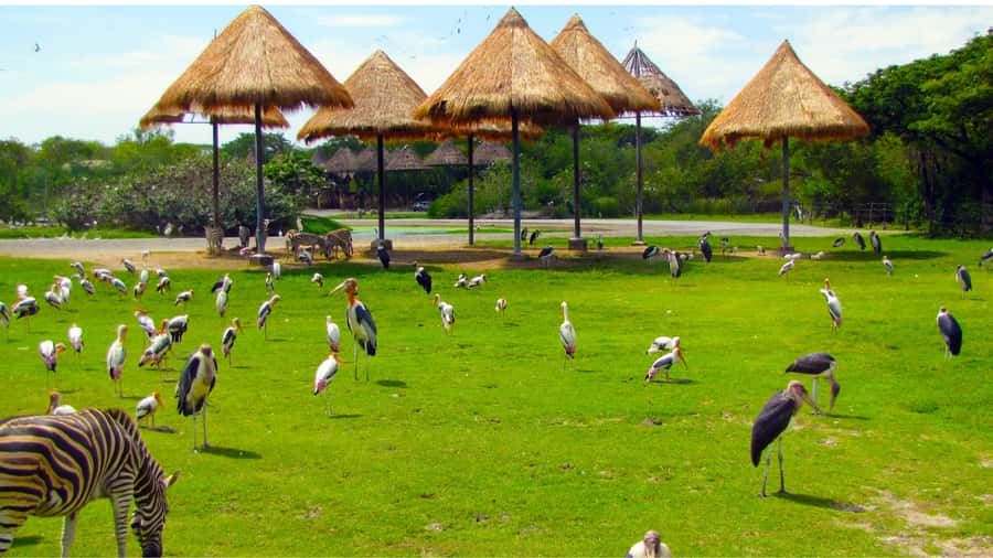 Bangkok: Private Family Tour to Safari & River Dinner Cruise - Afternoon Wildlife Time: Free Time Without the Stress