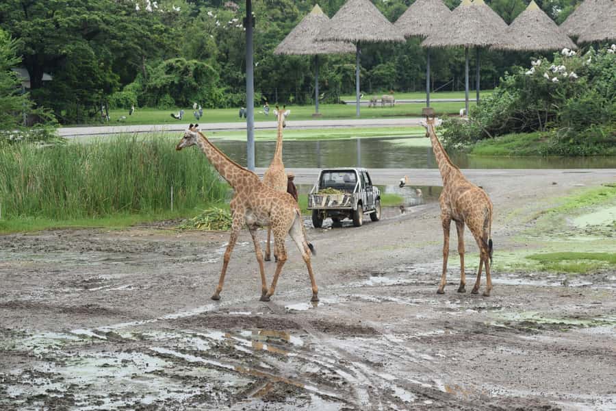 Bangkok Safari & Marine Park - Key highlights you should care about