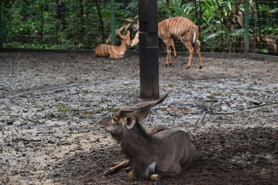 Bangkok Safari & Marine Park - Drive-through safari: lions, tigers, and giraffes from your private car