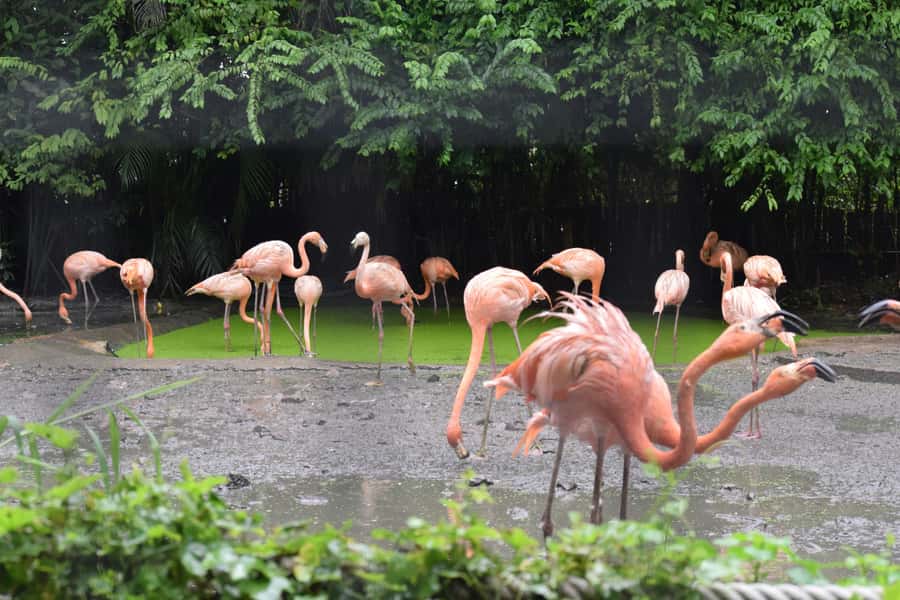 Bangkok Safari & Marine Park - Practical tips that make the safari day smoother