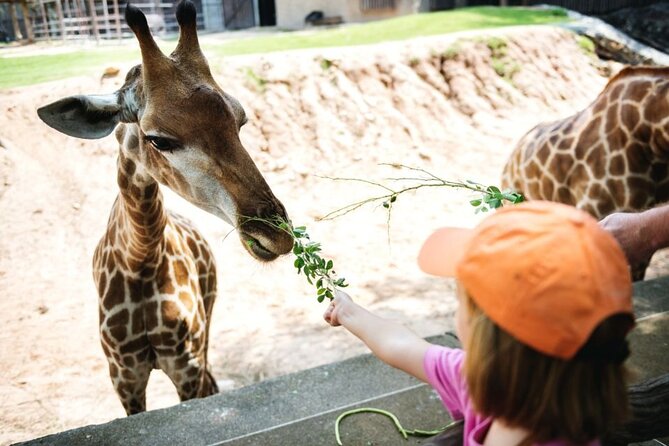 Bangkok: Safari world & Marine park - Getting there with a private car in Bangkok traffic