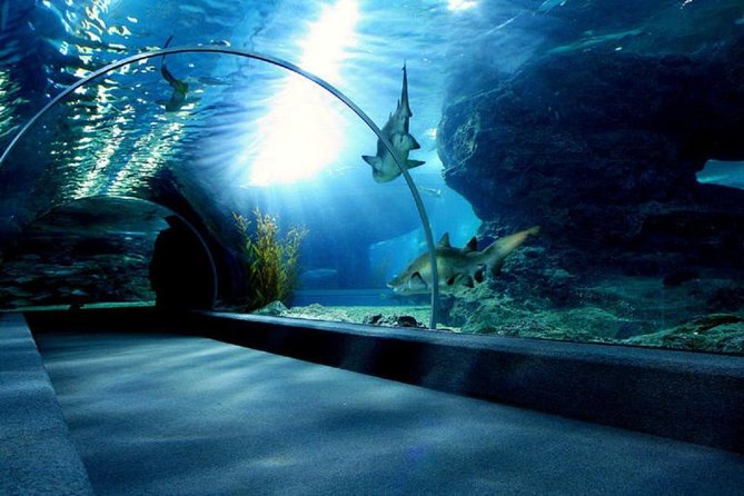 Bangkok SEA LIFE & Madame Tussauds Combo with Hotel Transfers - Price and Value: Is $95.71 Worth It?