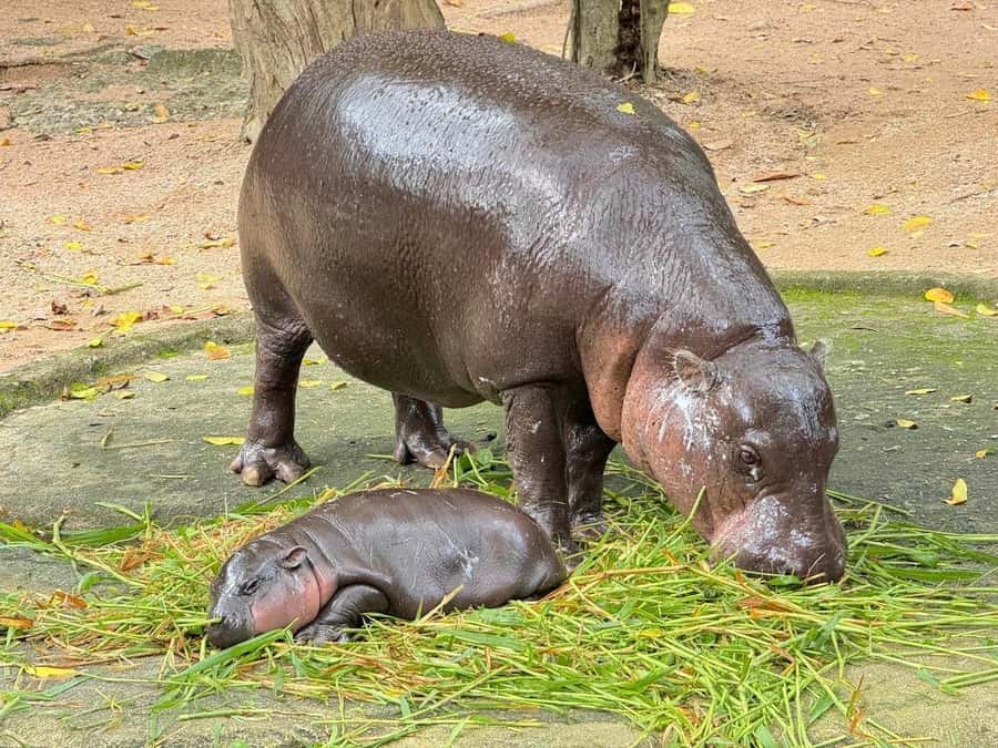 Bangkok to Moo Deng: Private Transfer To Khao Kheow Zoo - Key things to know before you go
