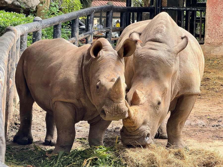 Bangkok to Moo Deng: Private Transfer To Khao Kheow Zoo - What to bring: the small packing choices that prevent big problems