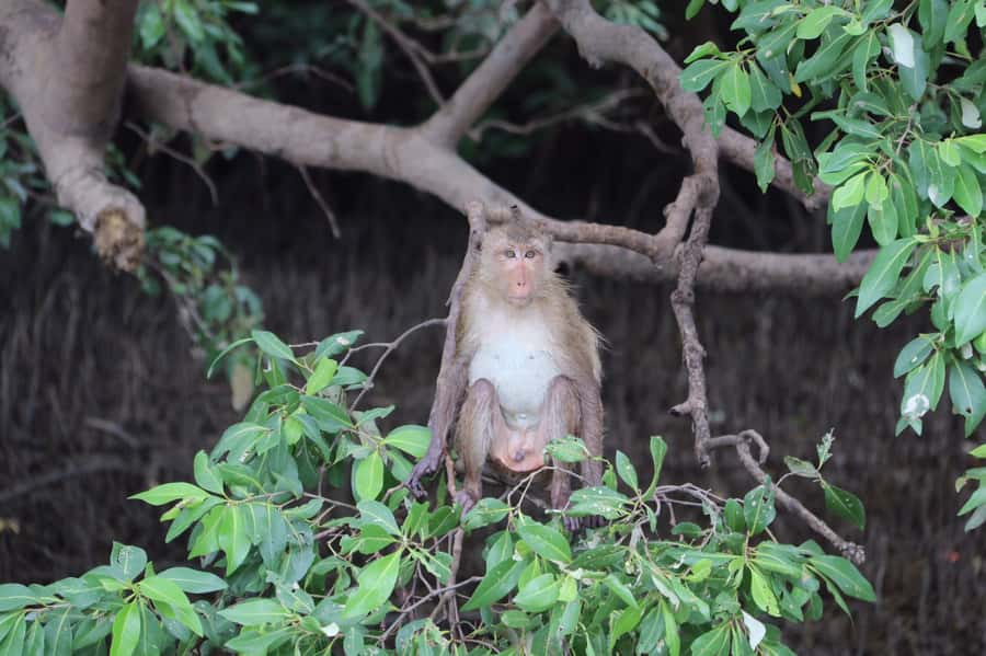 BKK :Meet monkey, mangrove forest, seafood& market -private - Timing, transportation, and what makes this feel like value