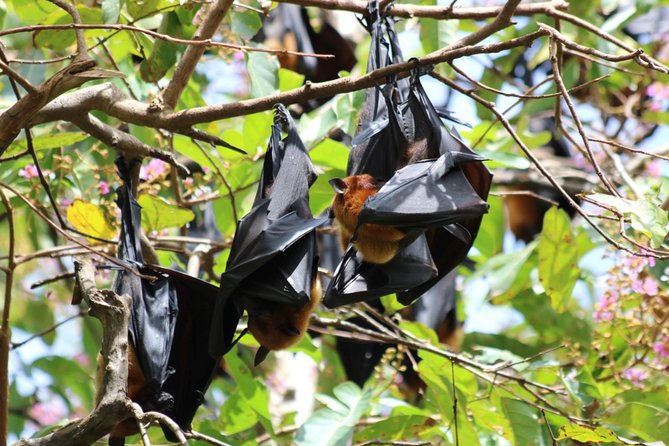 Chachoengsao One Day Trip from Bangkok : Historic Market and Buddhist Temples - Wat Pho Bang Khla: fruit bats, big size, and a very specific kind of wonder
