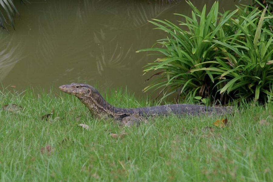 Colors Of Bangkok: 4-Hour Small Group Bike Tour - Lunch at a Local Restaurant: What You’ll Actually Eat