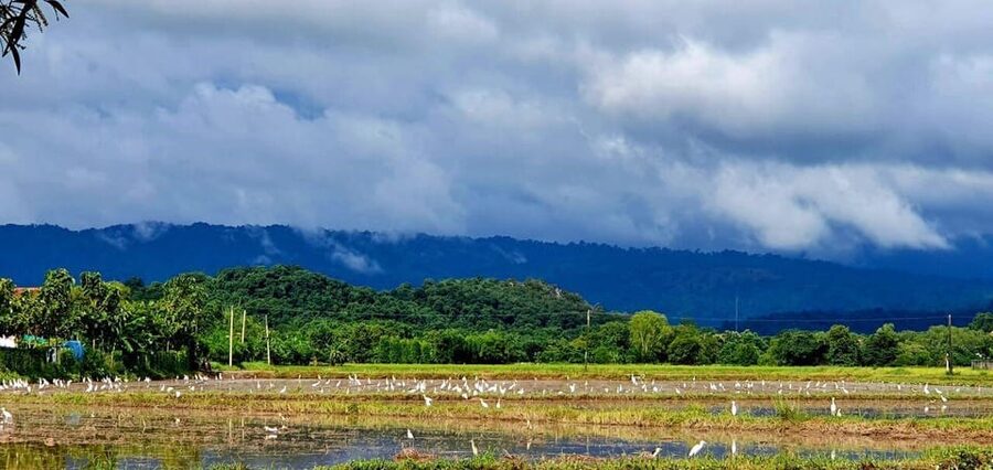 Cultural immersion: Thai cooking, rice farming, eco printing - Who this Thai culture day is best for