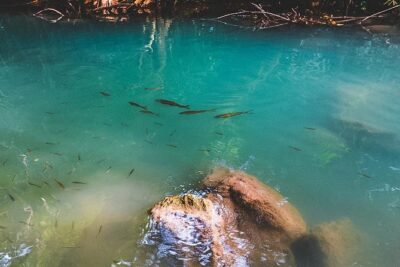 Erawan Waterfall and Elephant Care: Private Tour to Kanchanabur