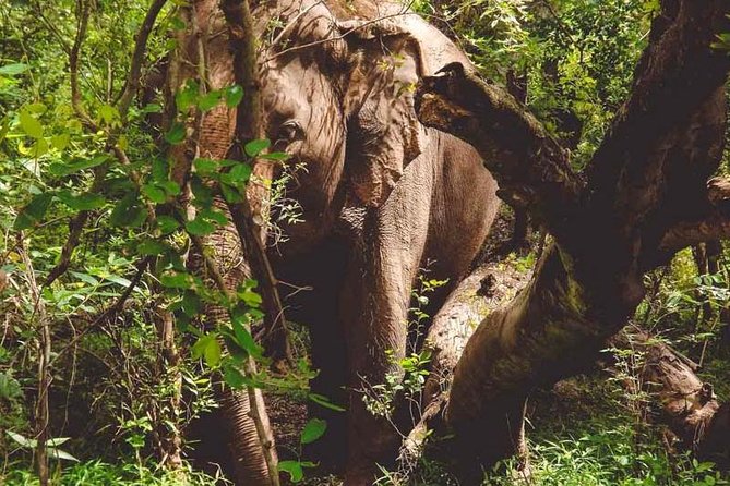 Erawan Waterfall and Elephant Care: Private Tour to Kanchanabur - Bridge Over the River Kwai: A Quick Walk That Still Hits