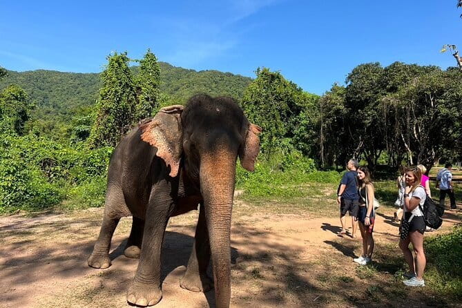 Ethical Elephant Watching Tour From Bangkok & Pattaya - A solid day trip from Bangkok to Pattaya’s elephant sanctuary