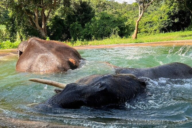 Ethical Elephant Watching Tour From Bangkok & Pattaya - What Living Green is selling, and what that means for you