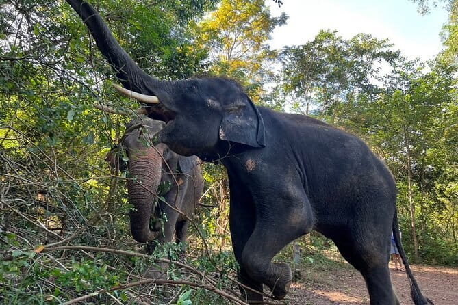 Ethical Elephant Watching Tour From Bangkok & Pattaya - Comfort, photos, and simple packing for a wet elephant day
