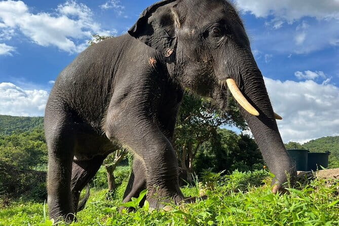 Ethical Elephant Watching Tour From Bangkok & Pattaya - The guides and mahouts: how the day stays understandable