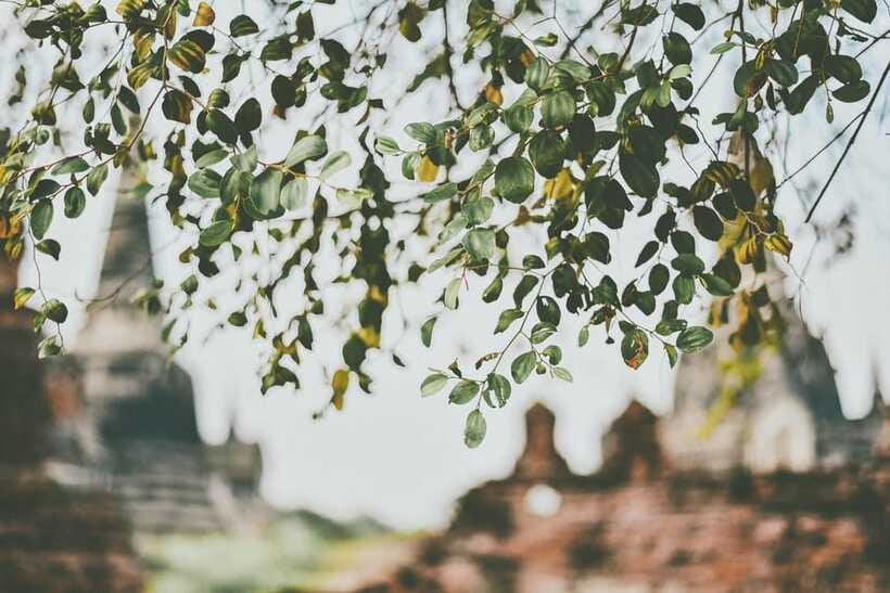 From Bangkok: Ayutthaya Ancient City Temple Tour - Wihan Pra Mongkolborpit and the 40-Foot Buddha Image