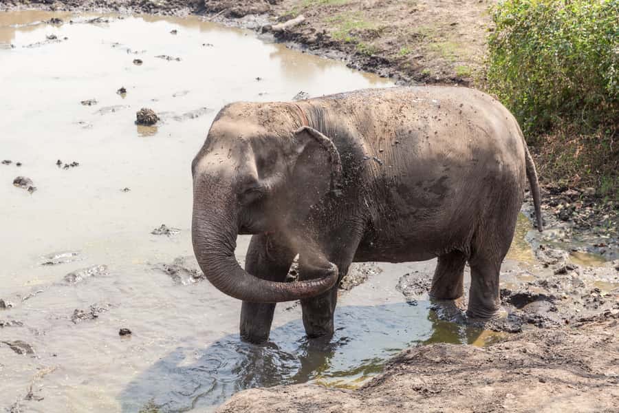 From Bangkok: Elephant Sanctuary and Kanchanaburi Tour - Should you book this Bangkok elephant sanctuary and Kanchanaburi tour?