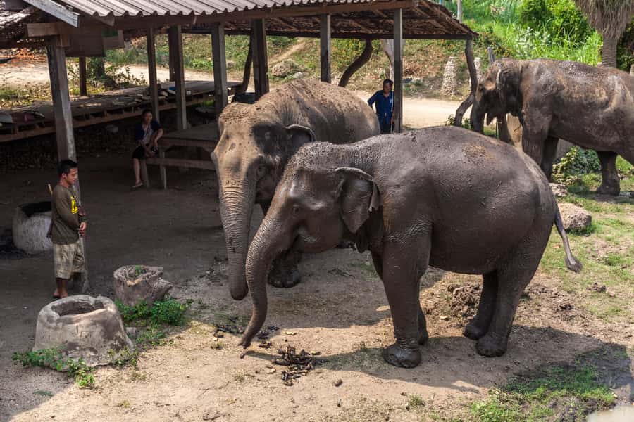 From Bangkok: Elephant Sanctuary and Kanchanaburi Tour - Inside ElephantsWorld: feeding, mud baths, and no elephant riding