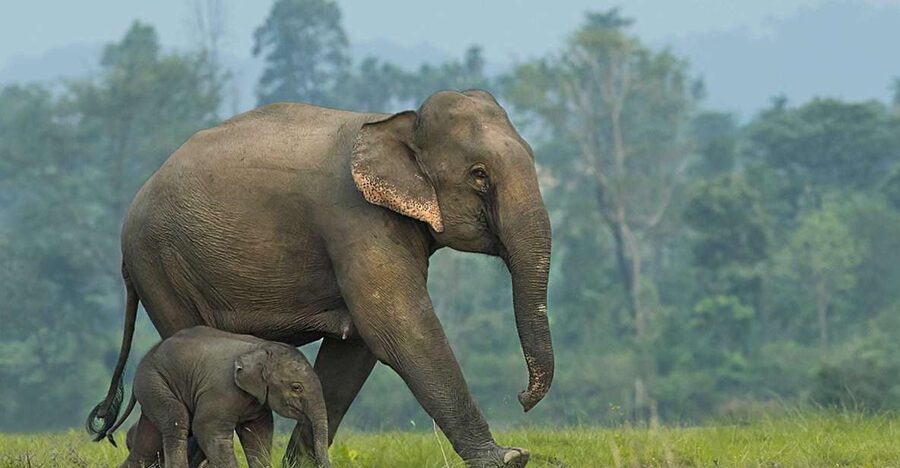 From Bangkok: ElephantsWorld Kanchanaburi 2-Day Experience - The early start: getting from Bangkok to Kanchanaburi