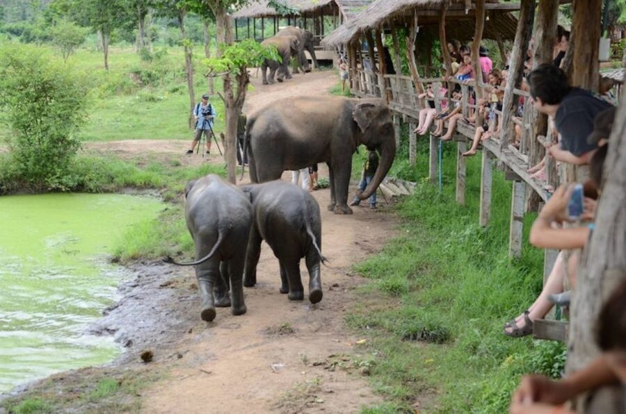 From Bangkok: ElephantsWorld Kanchanaburi 2-Day Experience - Food prep and hand-feeding: what your day actually involves